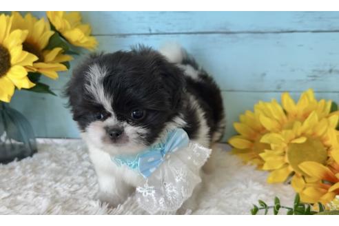 販売中の埼玉県のミックス犬-393939の5枚目