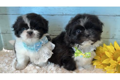 成約済の埼玉県のミックス犬-393940の8枚目