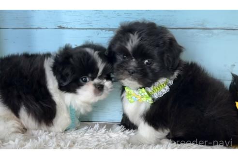 成約済の埼玉県のミックス犬-393940の7枚目