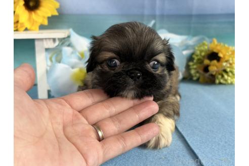 販売中の秋田県のペキニーズ-397017