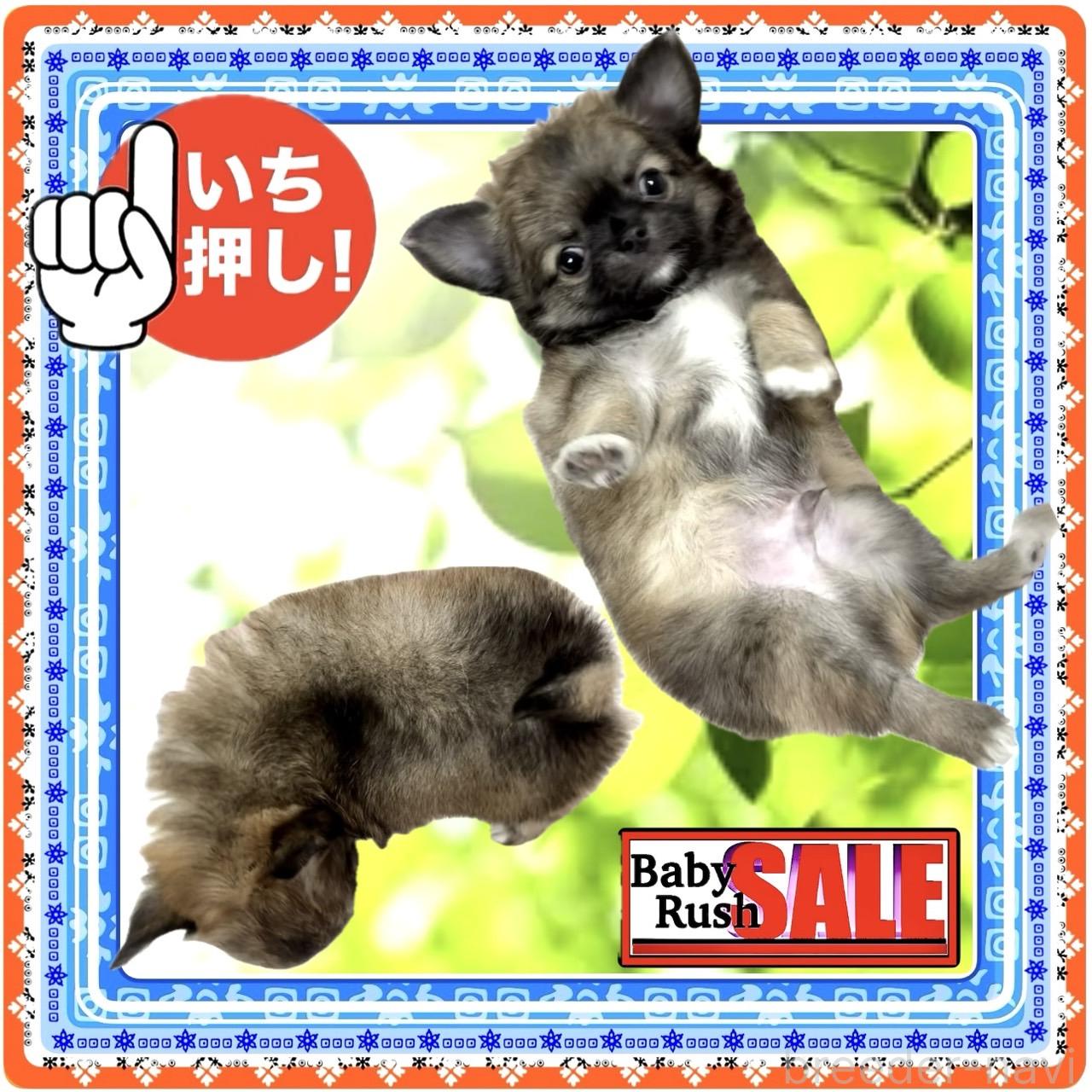 販売中の大阪府のチワワ(ロングコート)-397022の9枚目