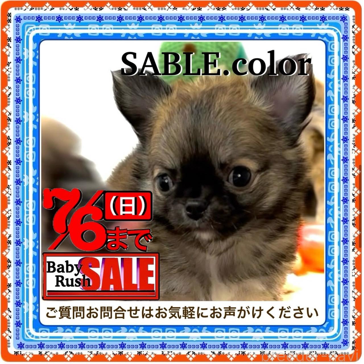 販売中の大阪府のチワワ(ロングコート)-397022
