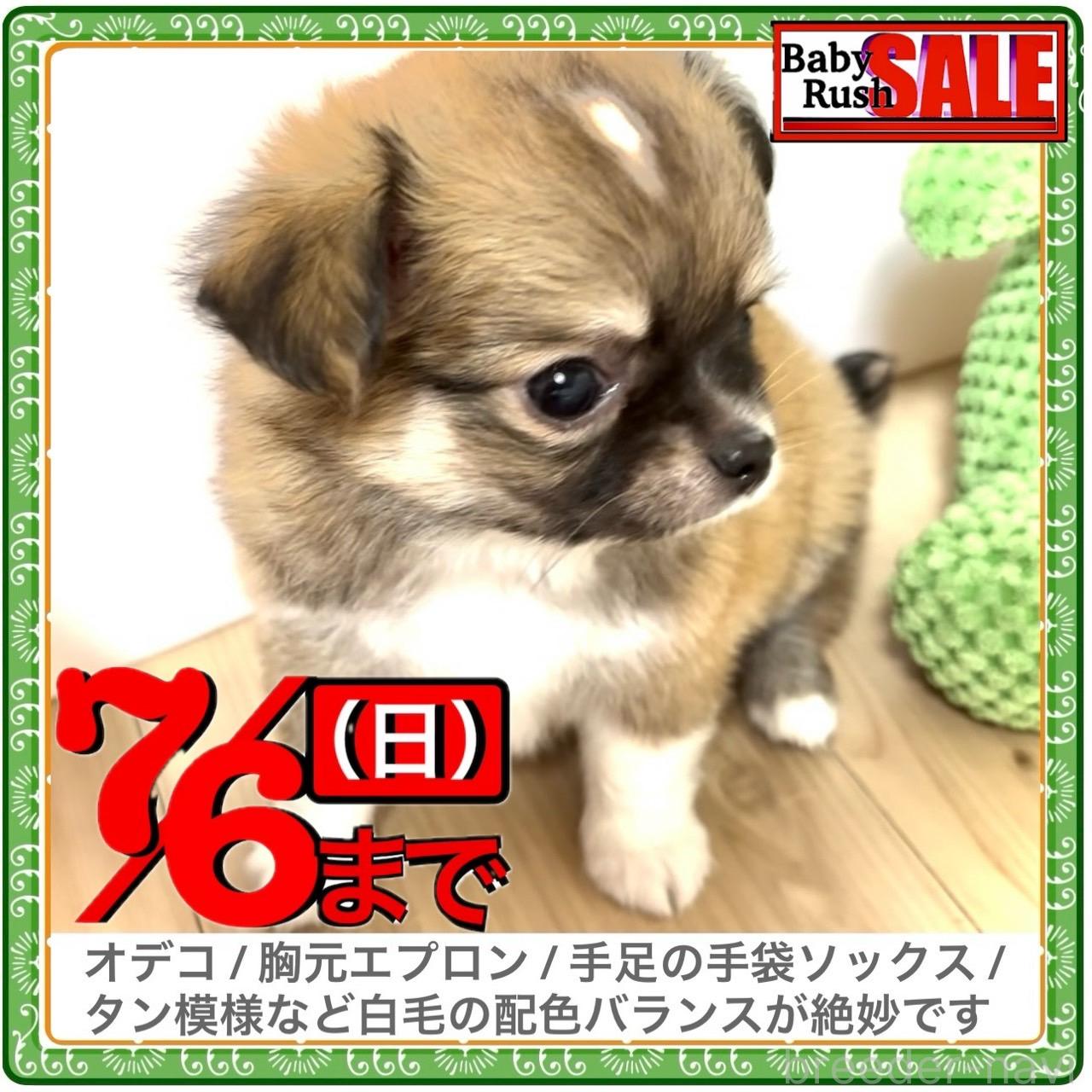販売中の大阪府のチワワ(ロングコート)-397019の6枚目