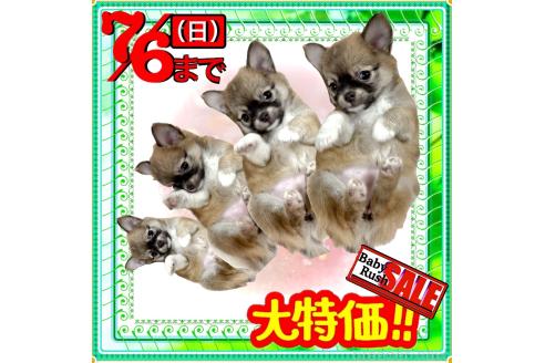 販売中の大阪府のチワワ(ロングコート)-397027の15枚目