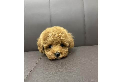 販売中の神奈川県のトイプードル-397029の6枚目