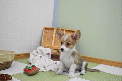 販売中の愛知県のウェルシュコーギーペンブローク-390186の11枚目