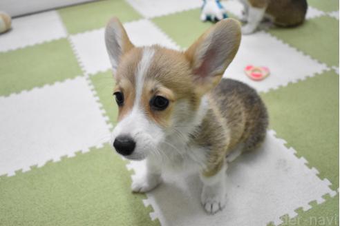 商談中の愛知県のウェルシュコーギーペンブローク-390185の10枚目
