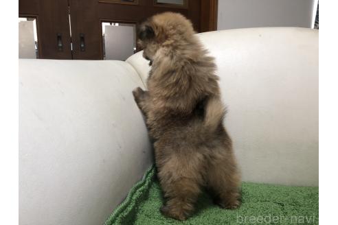 販売中の千葉県のミックス犬-397059の5枚目