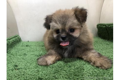 販売中の千葉県のミックス犬-397059の2枚目