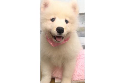 販売中の茨城県のサモエド-397077の3枚目