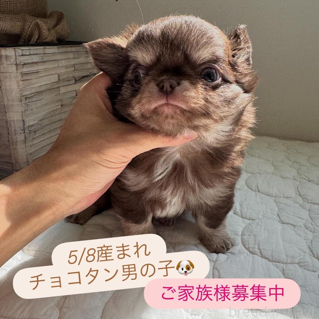 販売中の東京都のチワワ(ロングコート)-397078の3枚目