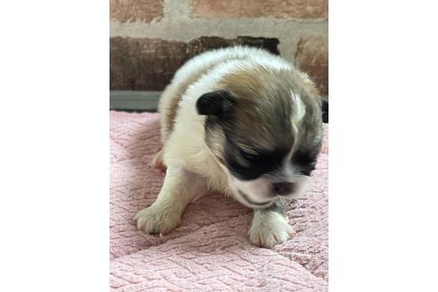 販売中の埼玉県のミックス犬-397095の5枚目