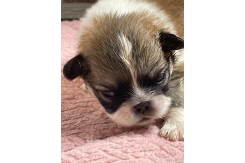 販売中の埼玉県のミックス犬-397095の4枚目