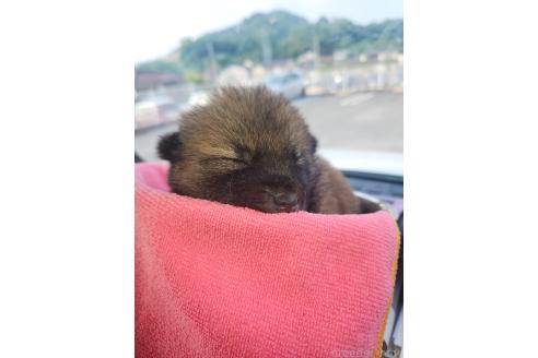 販売中の福岡県のミックス犬-393885の4枚目
