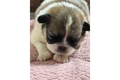 販売中の埼玉県のミックス犬-397095の3枚目