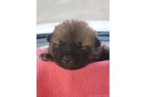 販売中の福岡県のミックス犬-393885の3枚目