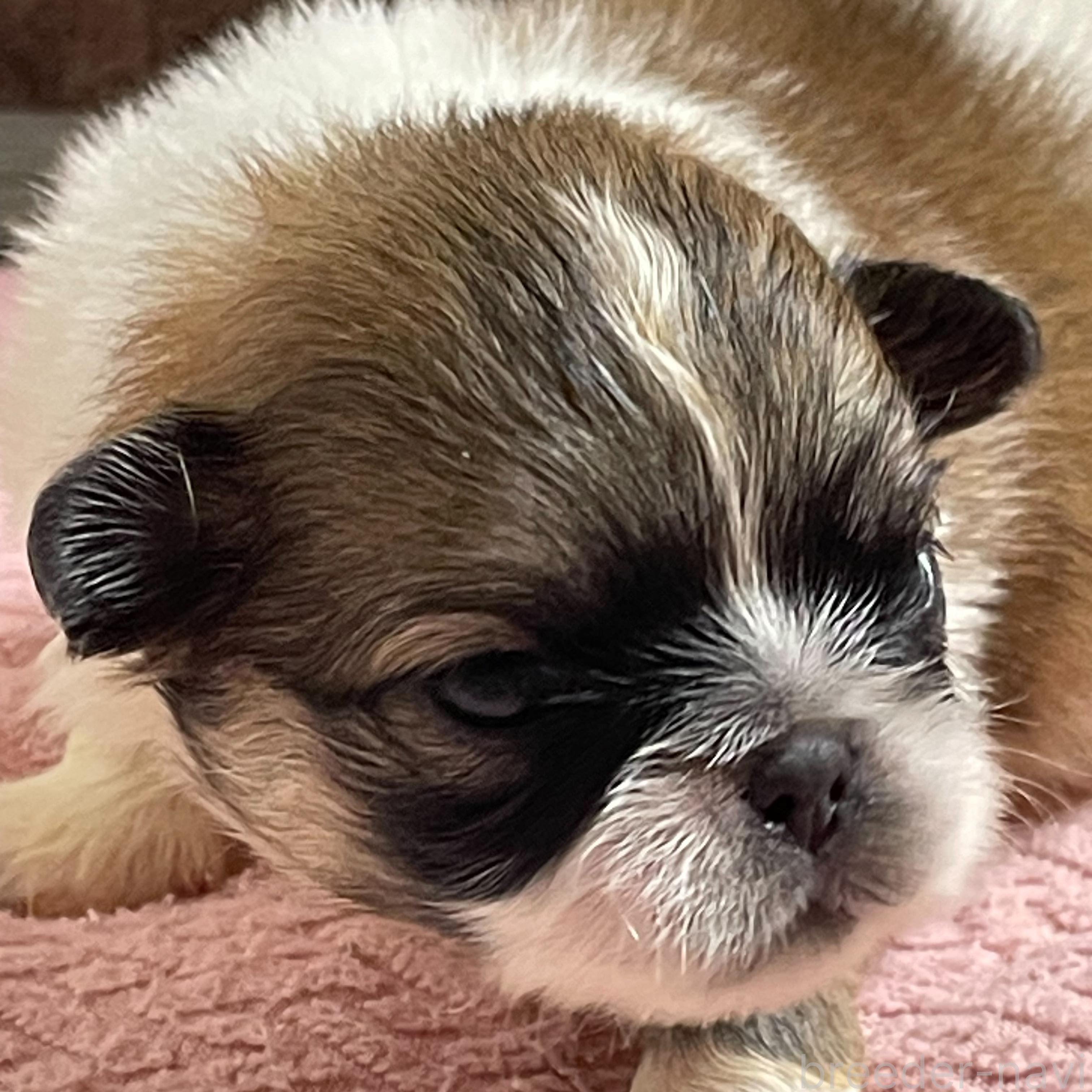 販売中の埼玉県のミックス犬-397095