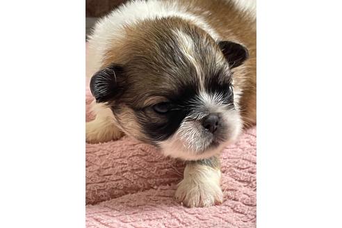 販売中の埼玉県のミックス犬-397095の2枚目