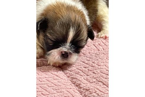 販売中の埼玉県のミックス犬-397097の5枚目