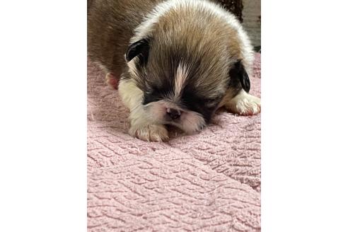 販売中の埼玉県のミックス犬-397097の4枚目