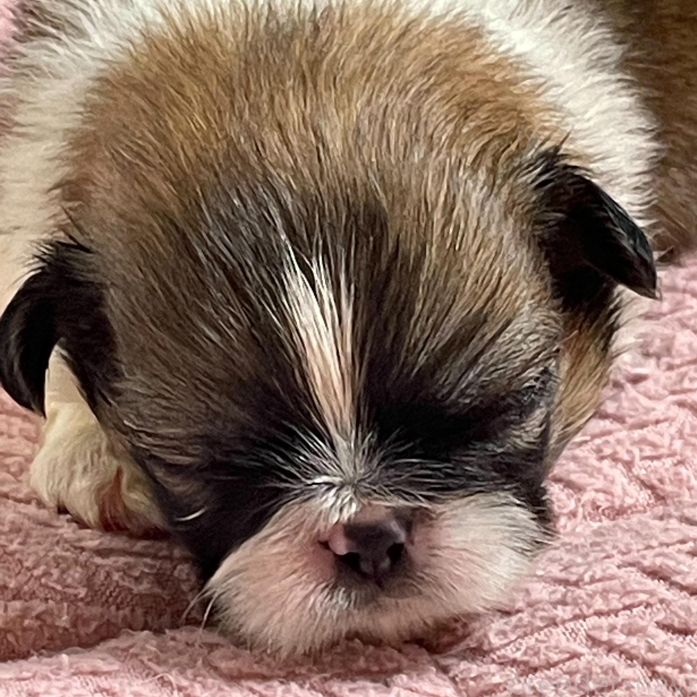 販売中の埼玉県のミックス犬-397097の1枚目