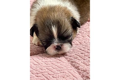 販売中の埼玉県のミックス犬-397097の2枚目