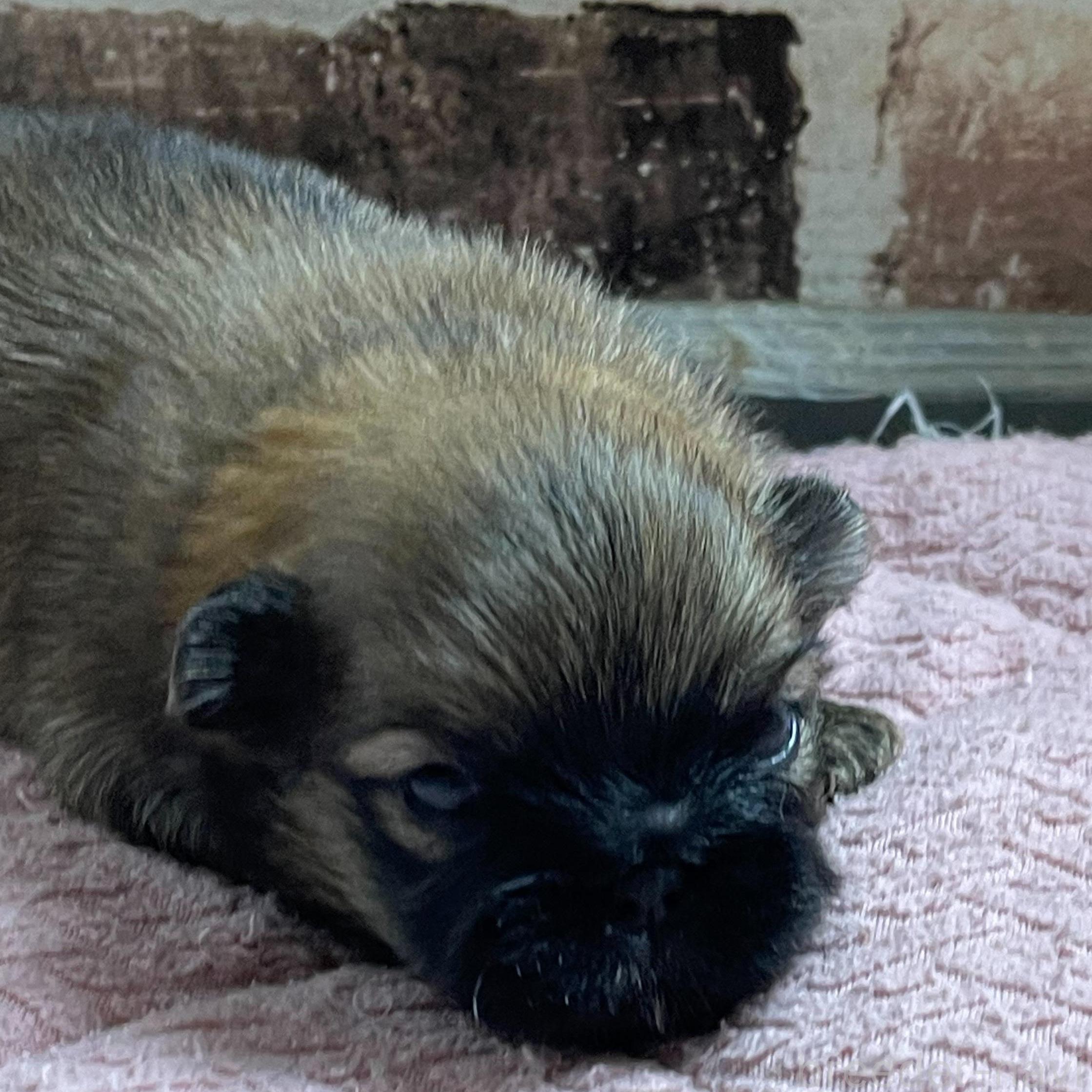 販売中の埼玉県のミックス犬-397102の3枚目