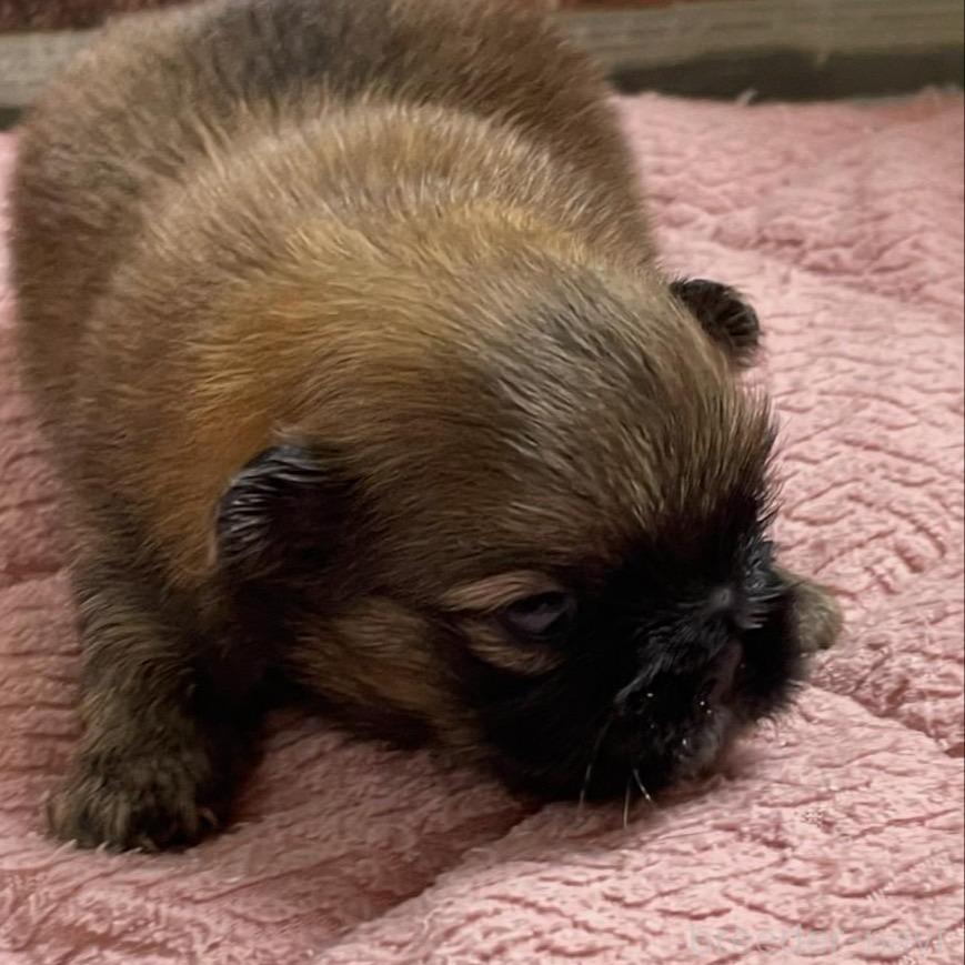 販売中の埼玉県のミックス犬-397102の2枚目