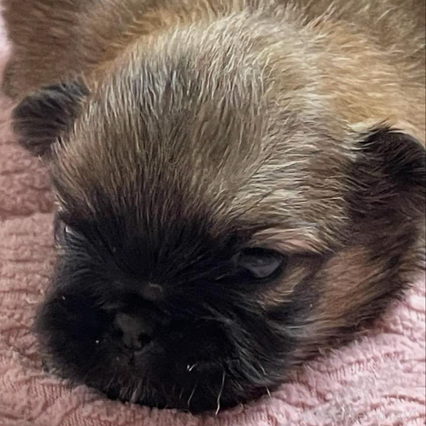 販売中の埼玉県のミックス犬-397102の1枚目