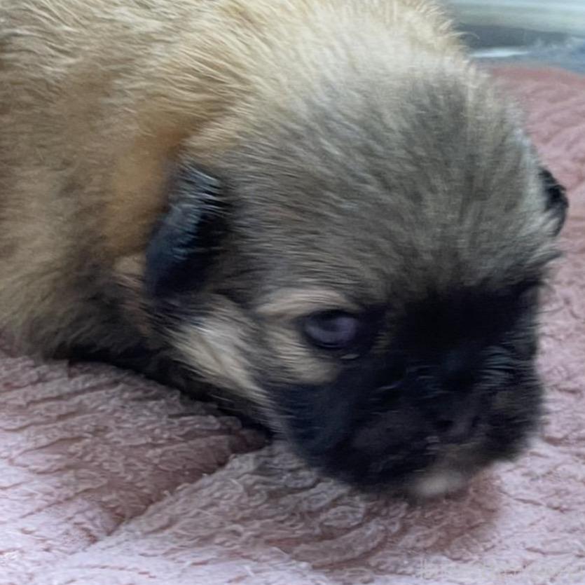 販売中の埼玉県のミックス犬-397103の4枚目