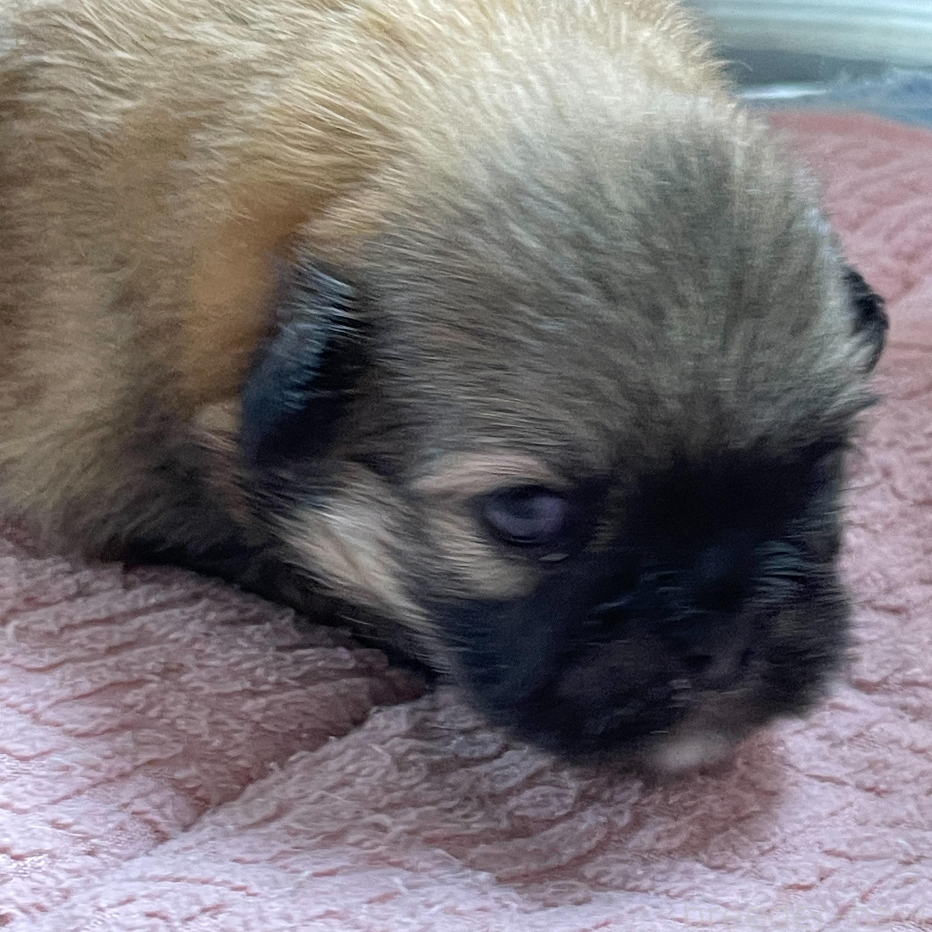販売中の埼玉県のミックス犬-397103の1枚目