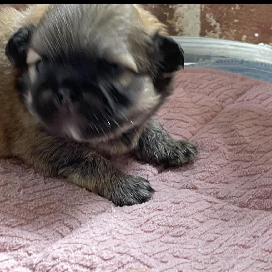 販売中の埼玉県のミックス犬-397103の2枚目