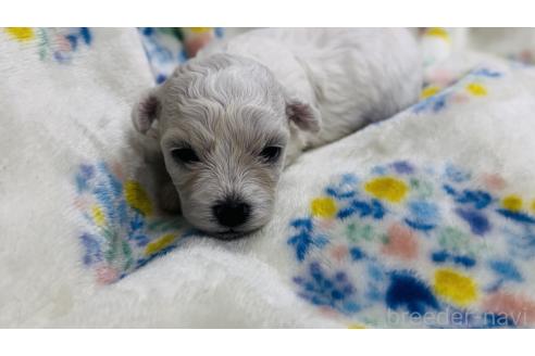 販売中の神奈川県のビションフリーゼ-397113の1枚目