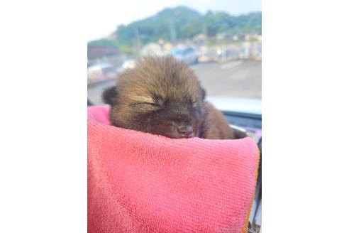 販売中の福岡県のミックス犬-393885の2枚目