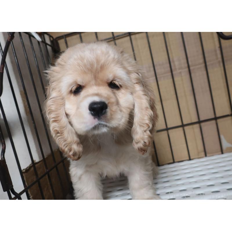 販売中の長崎県のアメリカンコッカースパニエル-397121の4枚目