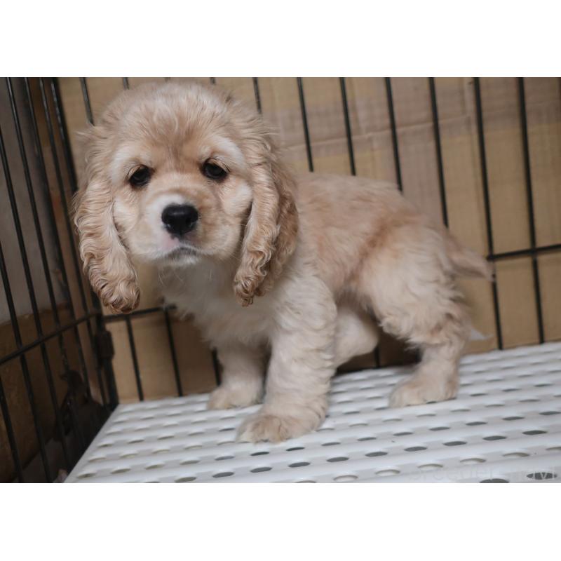 販売中の長崎県のアメリカンコッカースパニエル-397121の3枚目