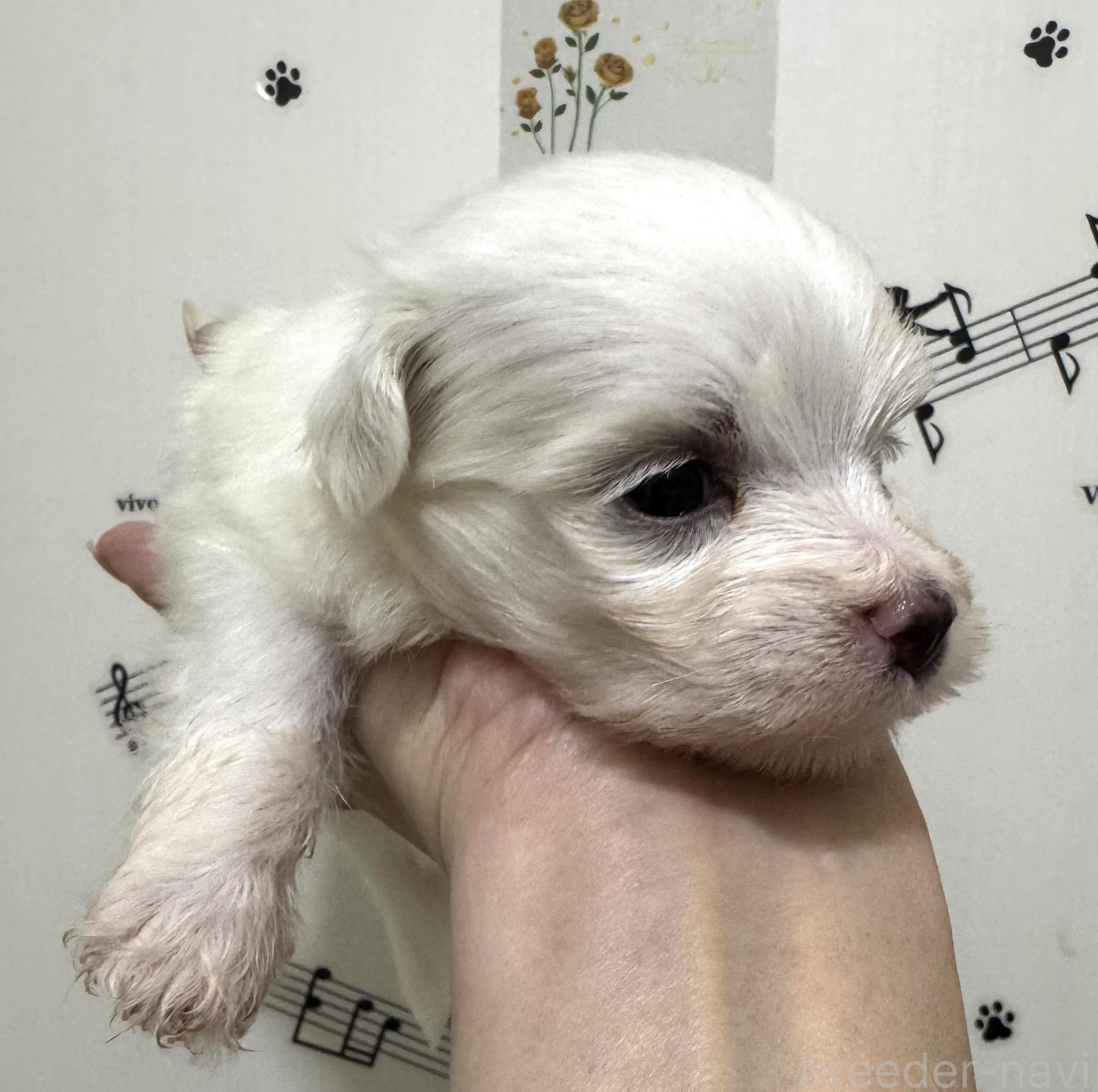 販売中の埼玉県のマルチーズ-391930の3枚目