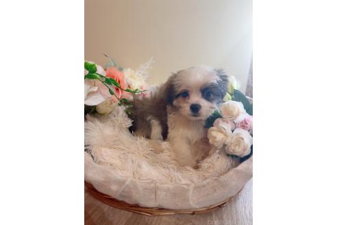 販売中の岐阜県のミックス犬-391576の2枚目