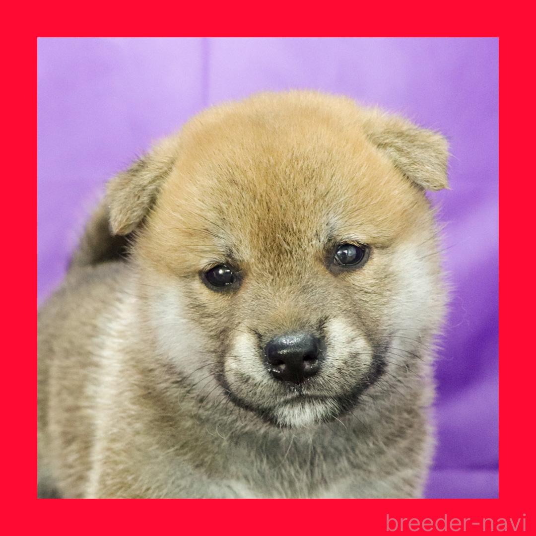 販売中の愛知県の柴犬-393952の9枚目