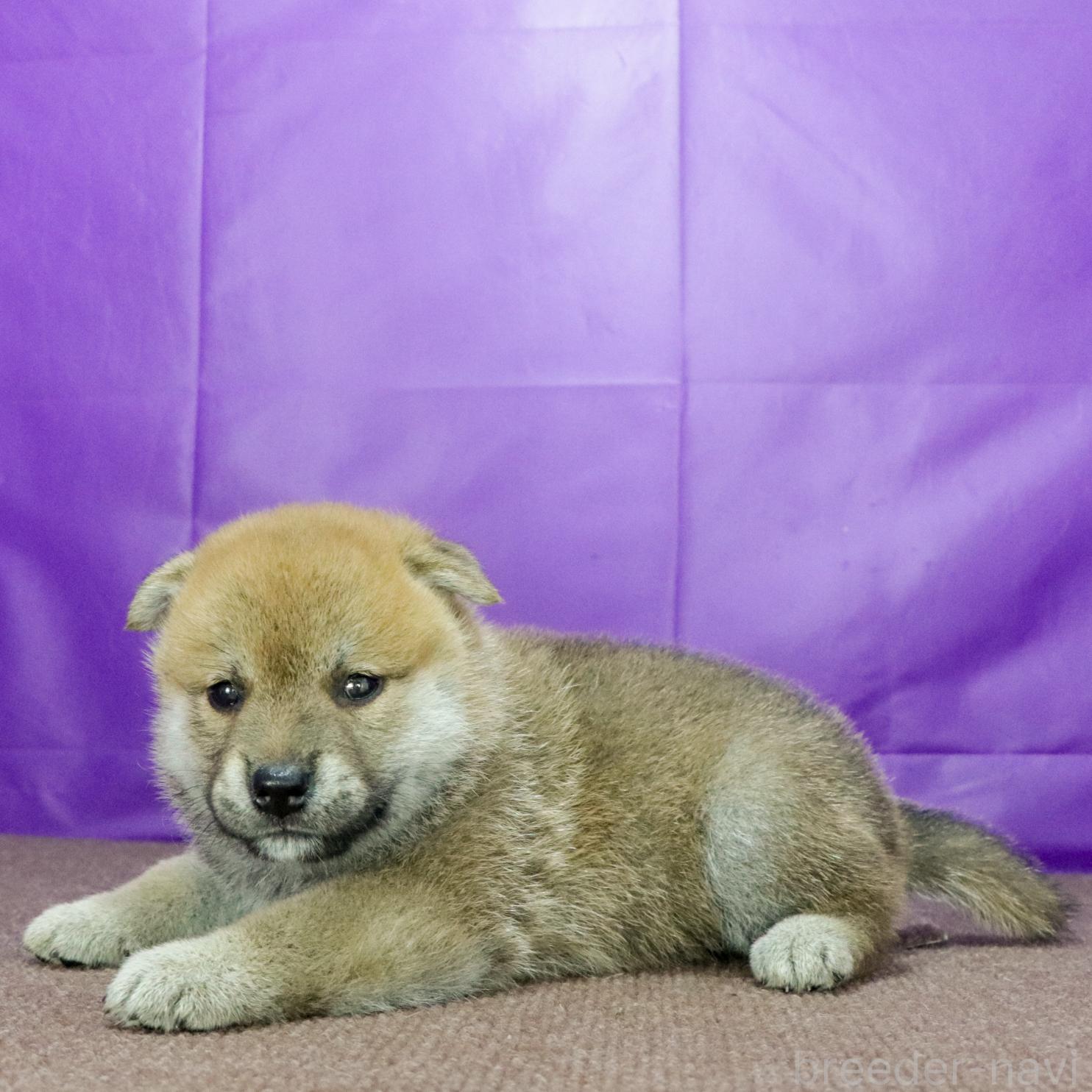 販売中の愛知県の柴犬-393952の8枚目
