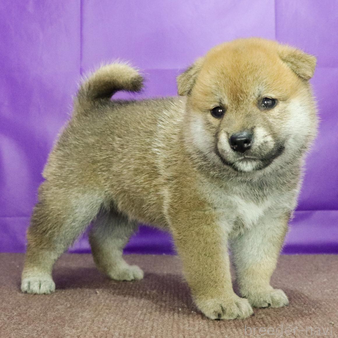 販売中の愛知県の柴犬-393952の7枚目