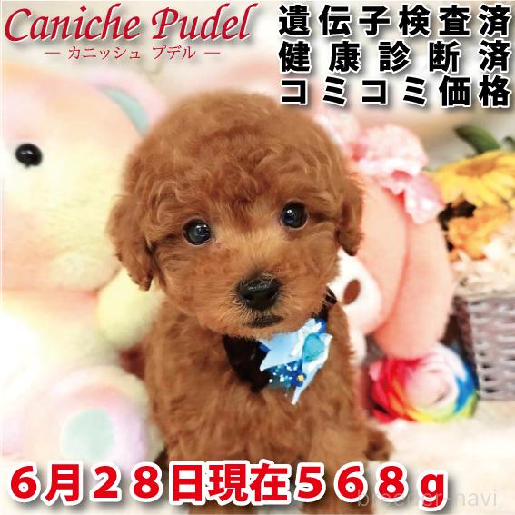 販売中の岐阜県のタイニープードル-394220