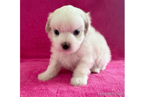 販売中の愛知県のマルチーズ-397006の3枚目