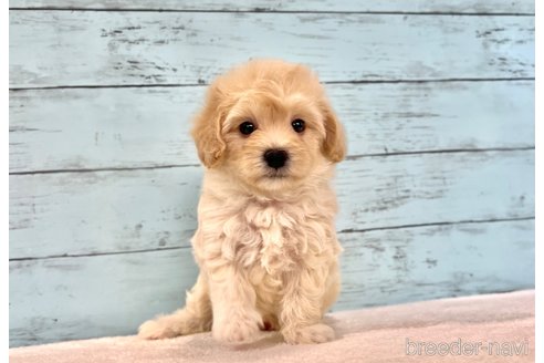 成約済の千葉県のマルプー:マルチーズ×トイプードル-394815の23枚目
