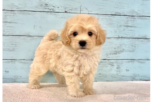 成約済の千葉県のマルプー:マルチーズ×トイプードル-394815の21枚目