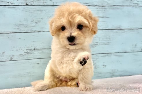 販売中の千葉県のマルプー:マルチーズ×トイプードル-394817の24枚目