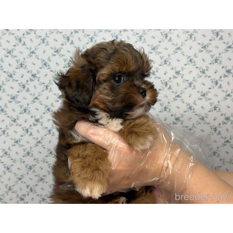 販売中の東京都のミックス犬-397137の4枚目
