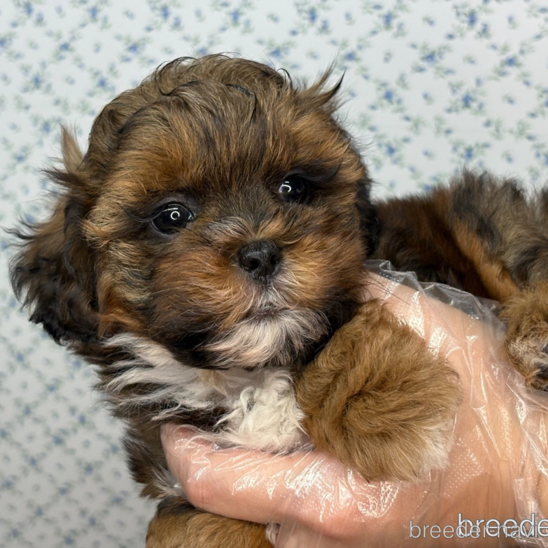 販売中の東京都のミックス犬-397137