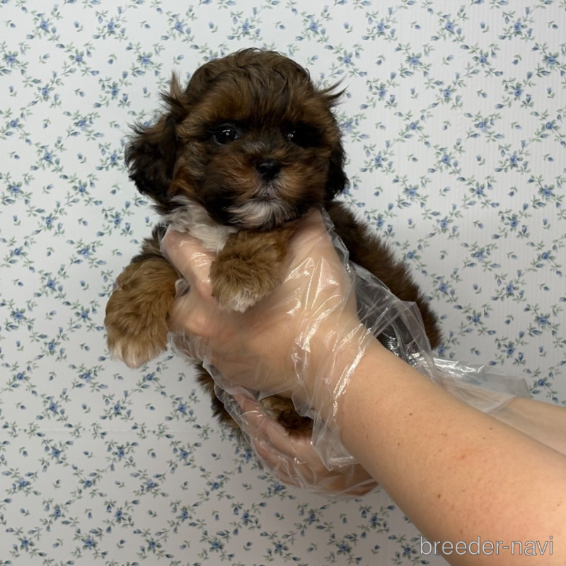 販売中の東京都のミックス犬-397137の3枚目