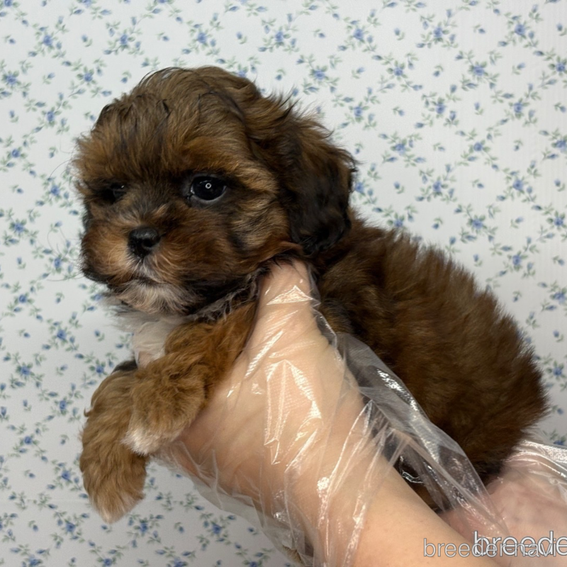 販売中の東京都のミックス犬-397137の2枚目
